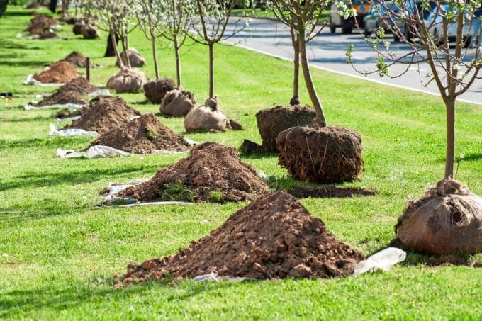 Een kritische blik op koolstofkredieten: wat is er mis met bomen planten?