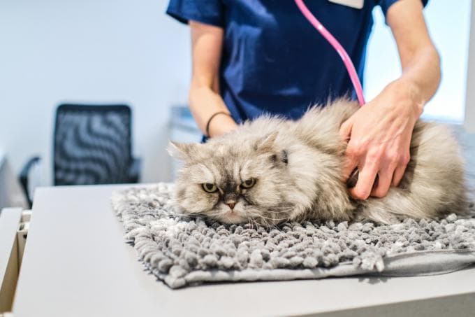 Op zoek naar dierenplezier met Zoetis