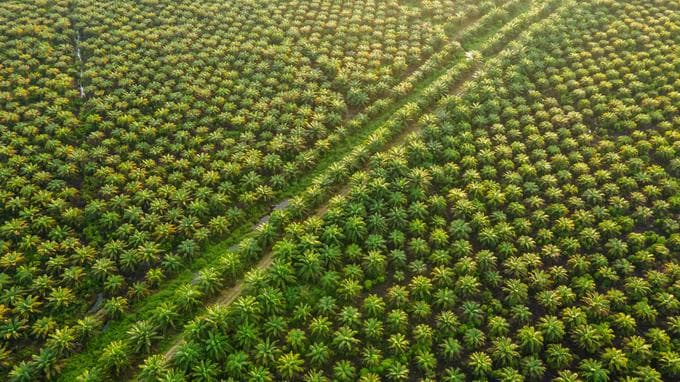 Terugval AEP Plantations biedt mooie koopkans
